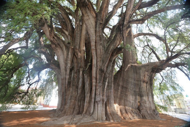 This is the fattest tree in the world. It's 3000 years old and it's close to Oaxaca.