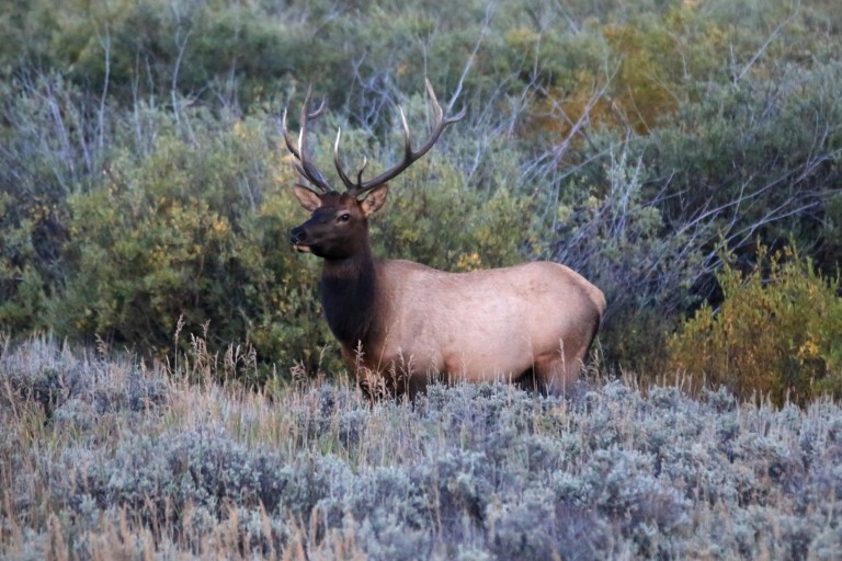 that-elk