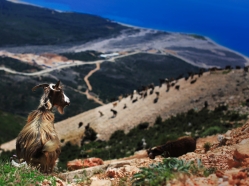 Goats with a view in Dhermi