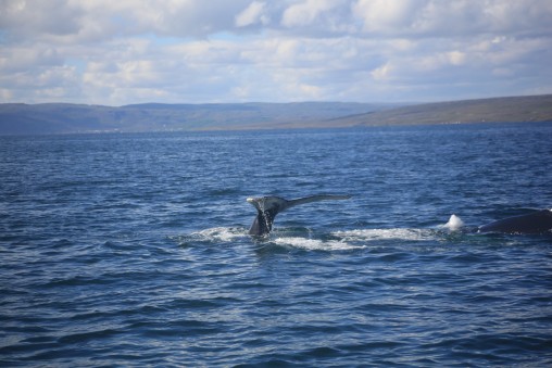 Whale watching in the Westfjords at Holmavik